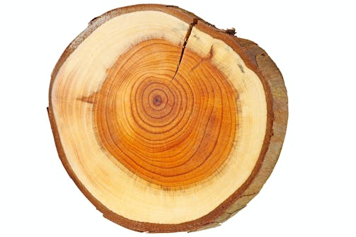 Barlind – Taxus baccata